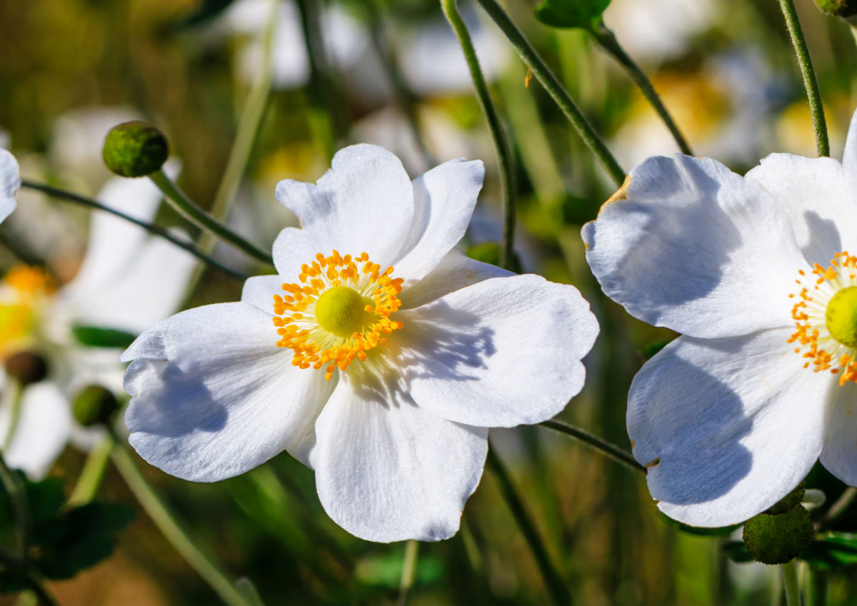 White and yellow anemone flowers in full bloom.