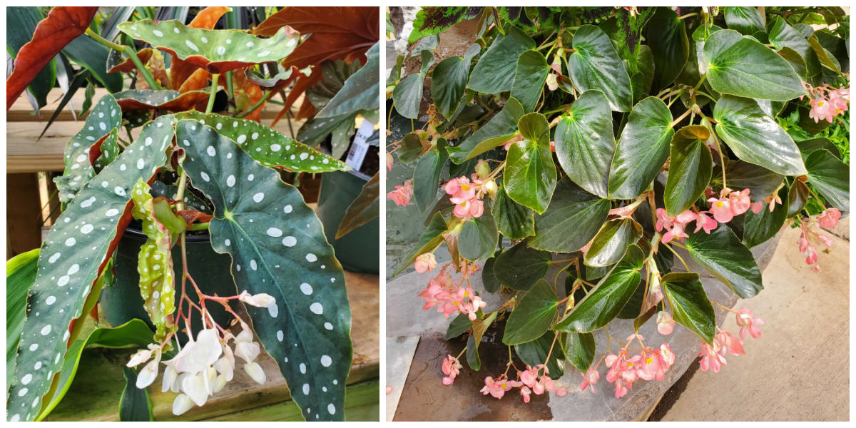 Angel wing and dragon wing flowering houseplants in full bloom.