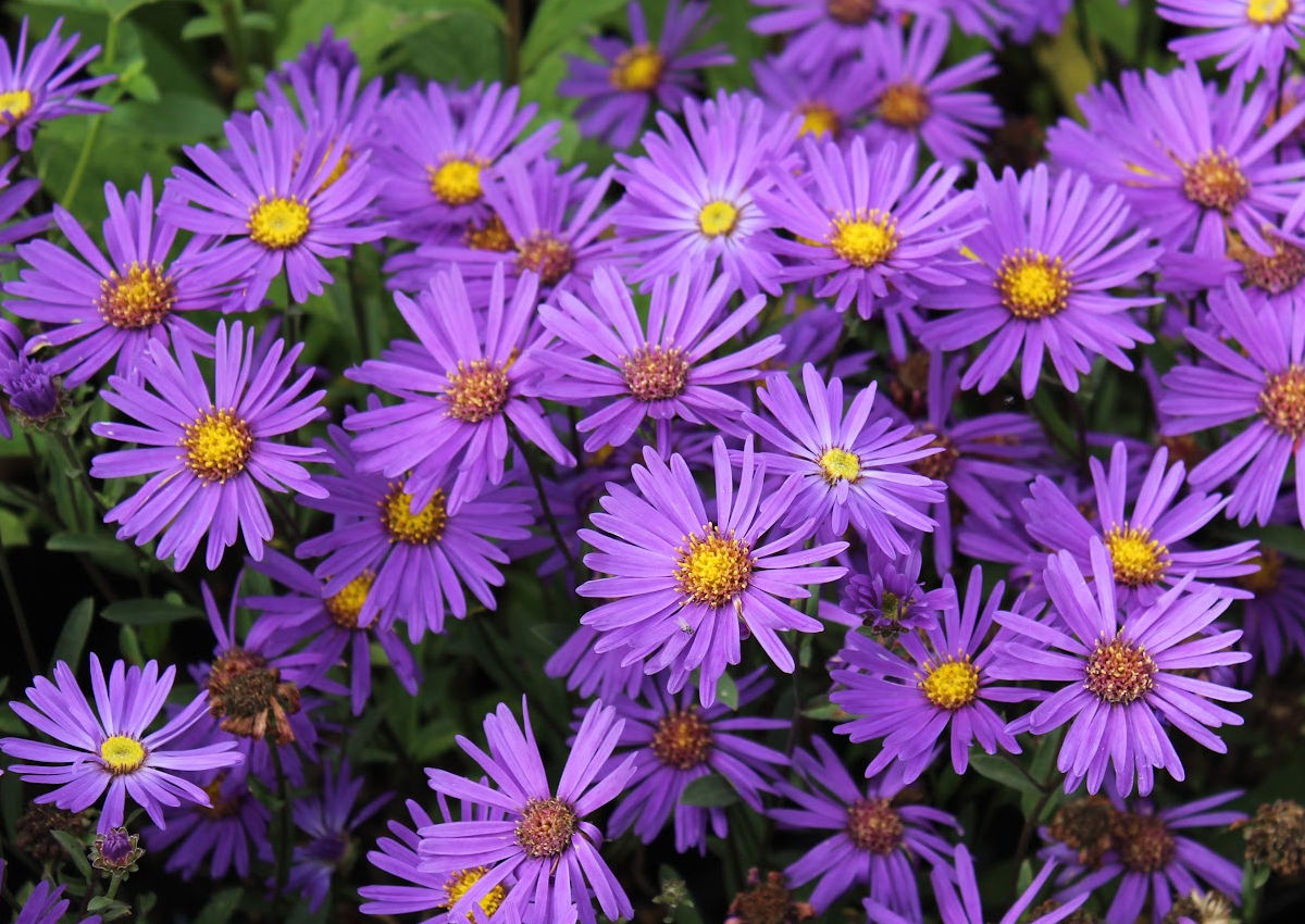 Purple daisy-like flowers of asters, blooming in fall.