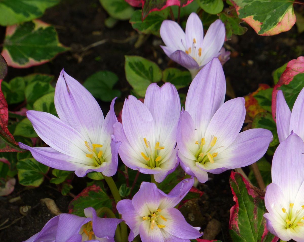 Purple autumn crocus bulbs blooming in fall.