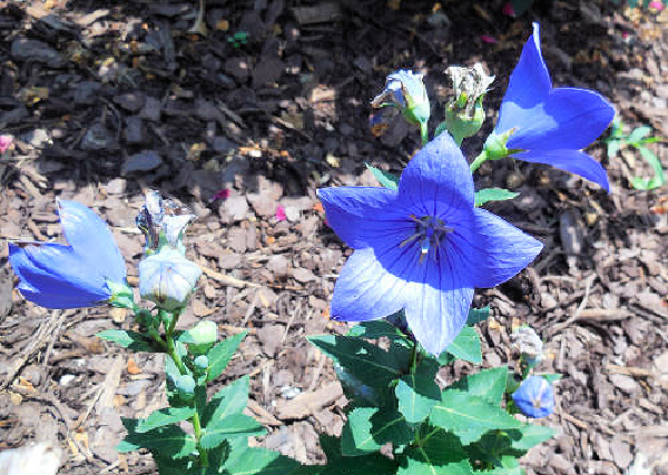 Blue balloon flowers in a garden.