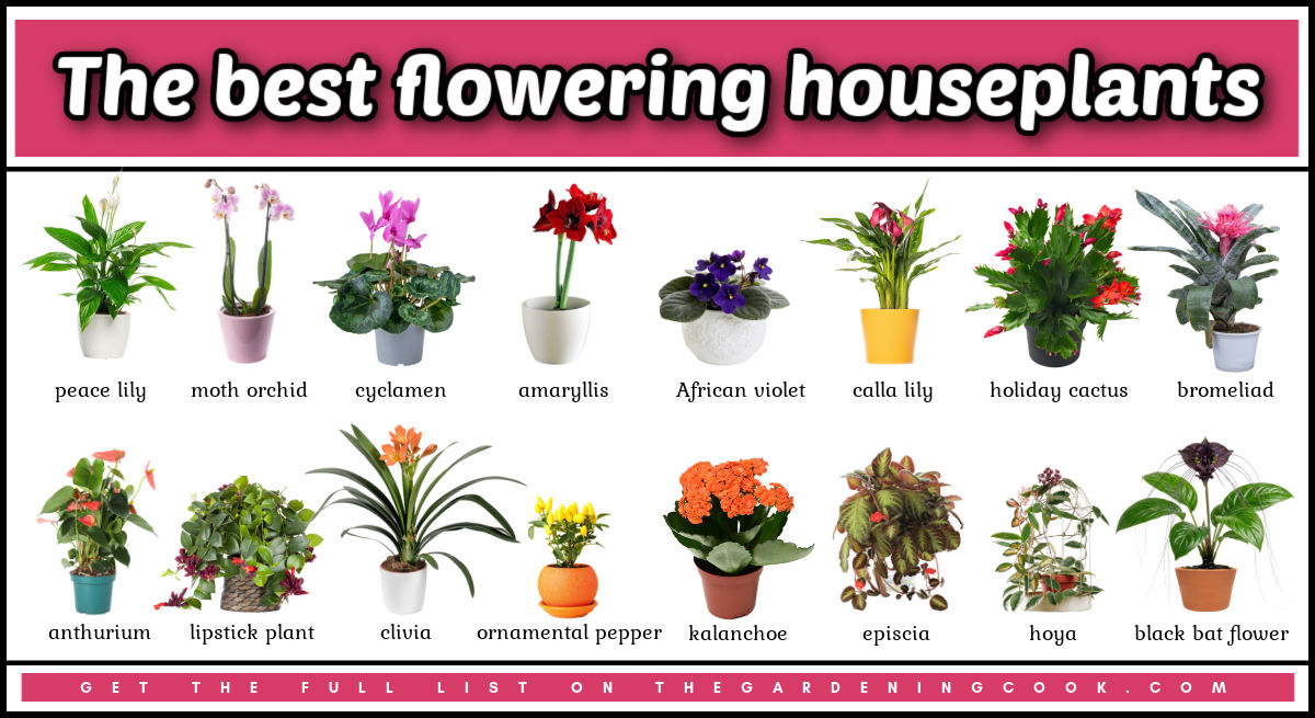 Names and pictures of the best flowering houseplants to grow.