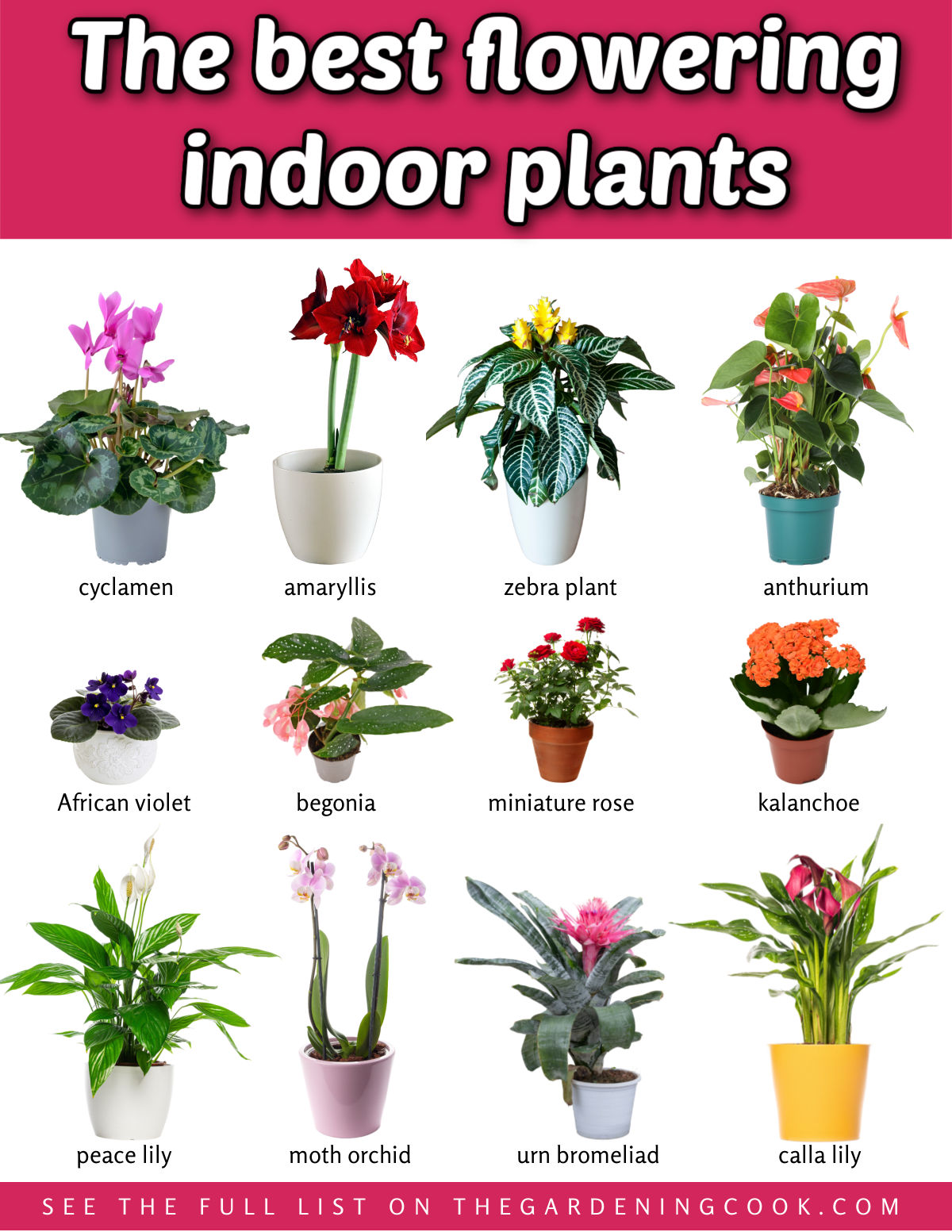 The Best 20+ Best Flowering Indoor Plants Printable A printable showing the pictures and names of the best flowering indoor plants.
