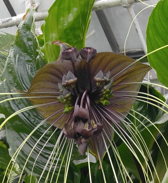 A black bat flower plant with long whiskers and an unusual look of a bat head.