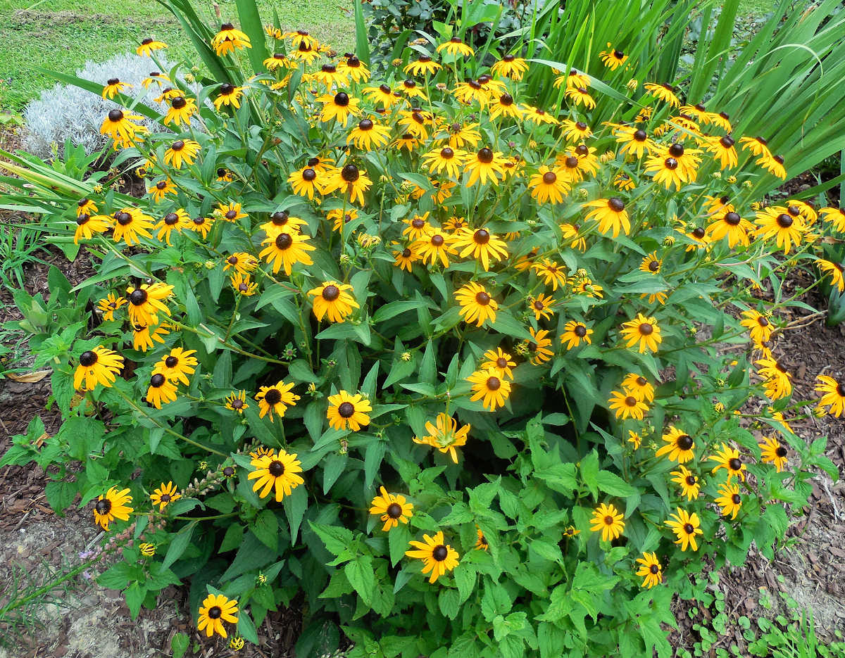 The fall blooming flowers of Black eyed Susan perennial.