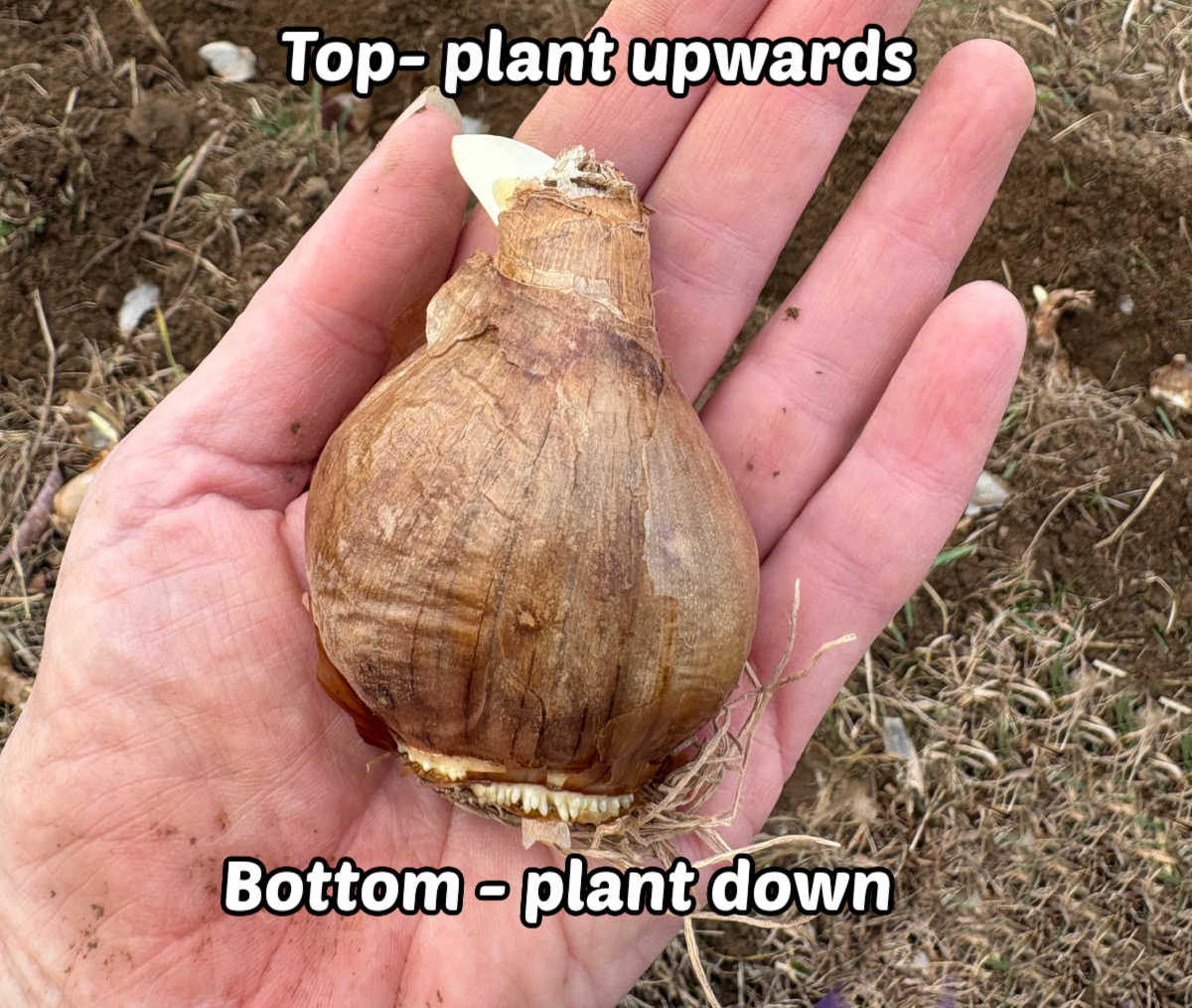 A closeup of a fall bulb in a woman's hand with top and bottom labeled.