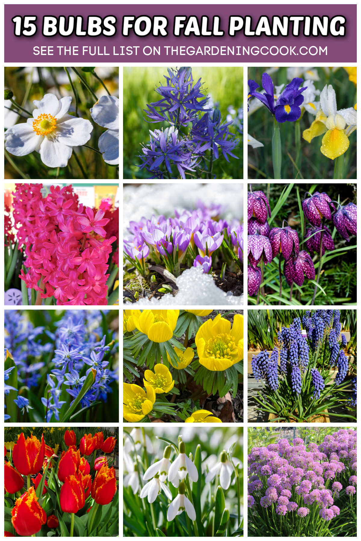 Pictures of bulbs for fall planting.