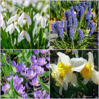 Pictures of bulbs to plant in fall, including snowdrops, grape hyacinths, crocus and daffodils.