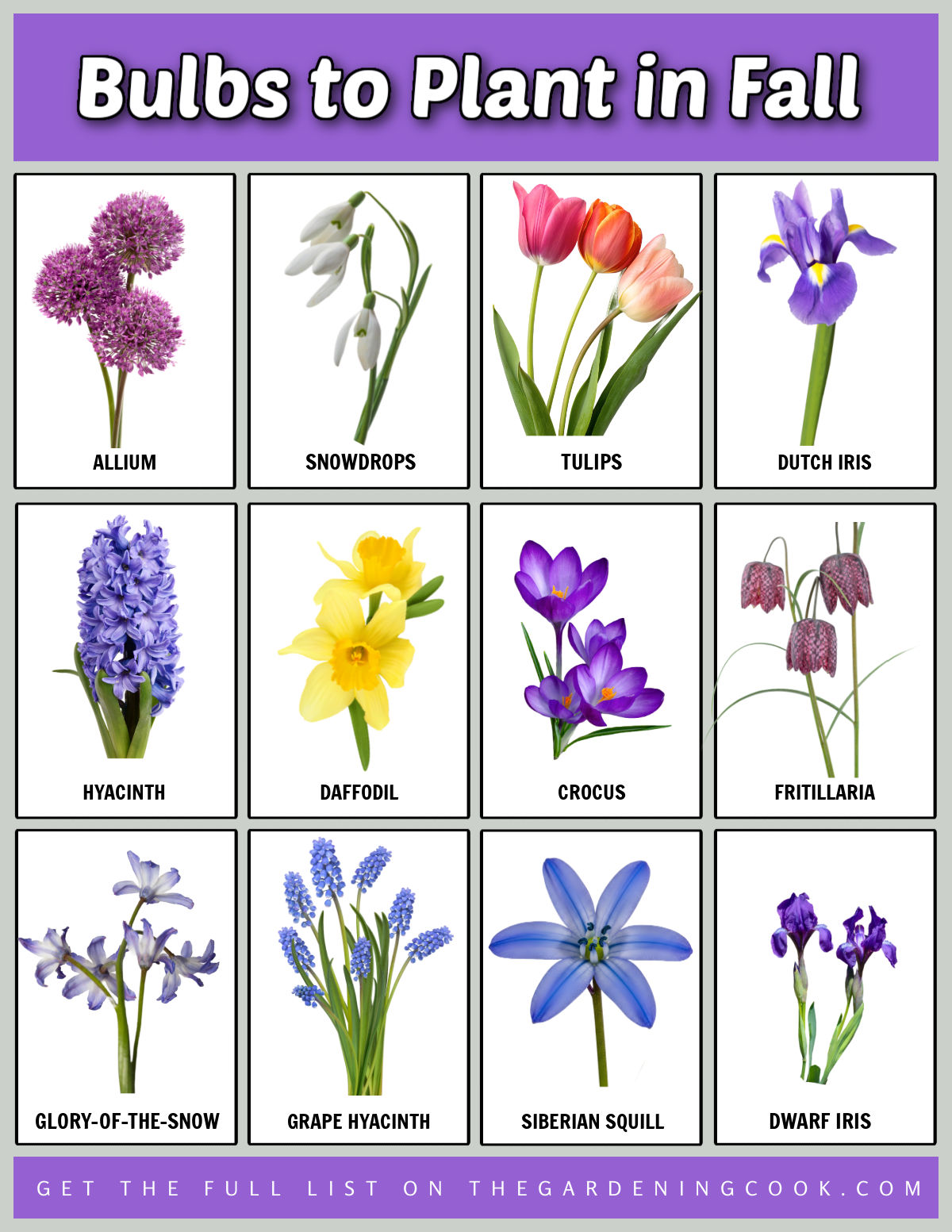 A list of bulbs to plant in fall with pictures and images of the flowers.