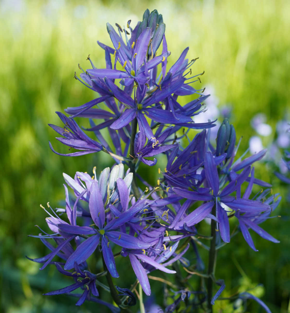 Purple star shaped camassia flowers.