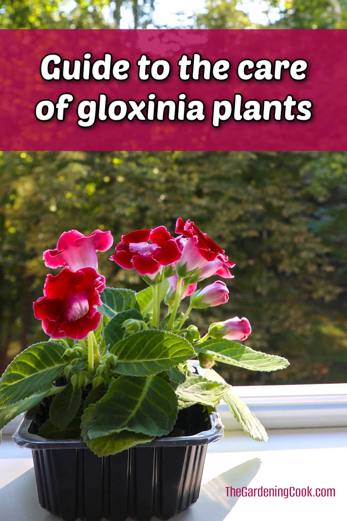 How to Grow and Care for Gloxinia Plants A gloxinia plant on a sunny windowsill with text that reads guide to the care of gloxinia plant.