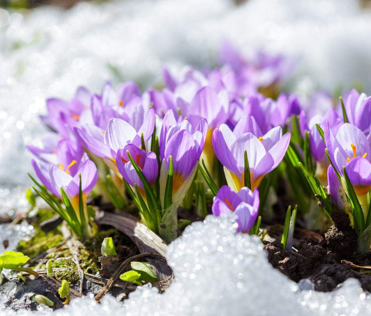 Purple crocus flowers growing in the snow - one of the earliest fall bulbs.