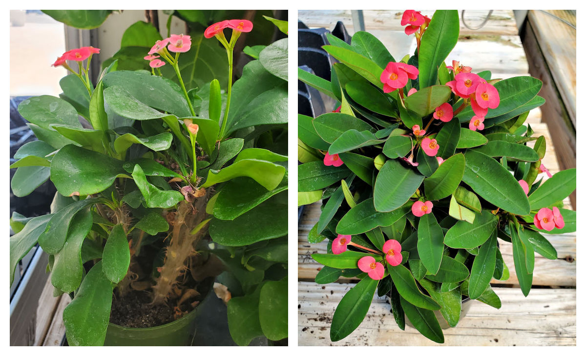 A collage showing the spiky stem of crown of thorns and the plant in full flower.