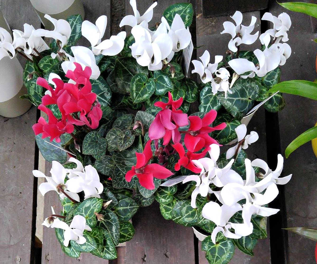 Florist cyclamen plants in full bloom.