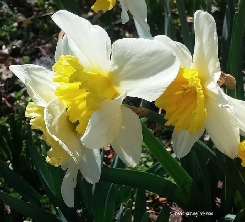 Yellow and white daffodil flowers.