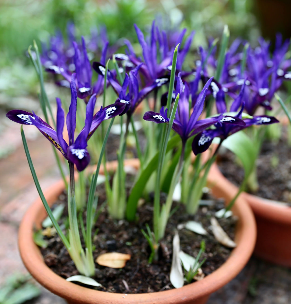 Purple dwarf iris flowers in a container.