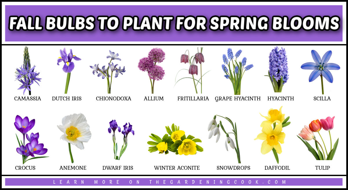 Fall bulbs to plant for spring blooms in rows with names and photos of the flowers.