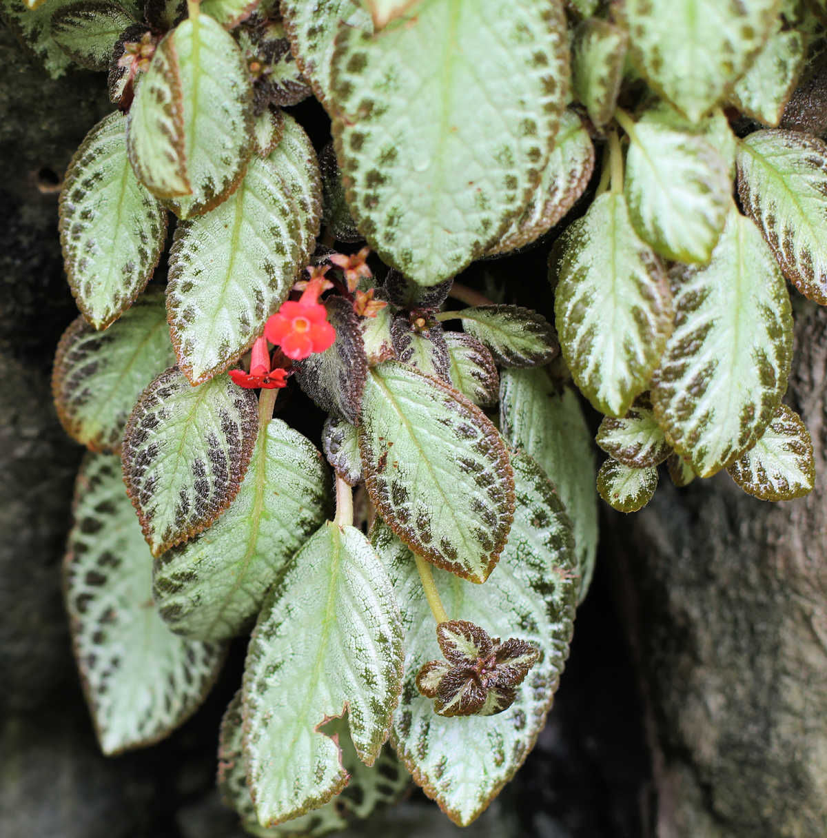 Cascading leaves of an episcia plant with a small red flower.