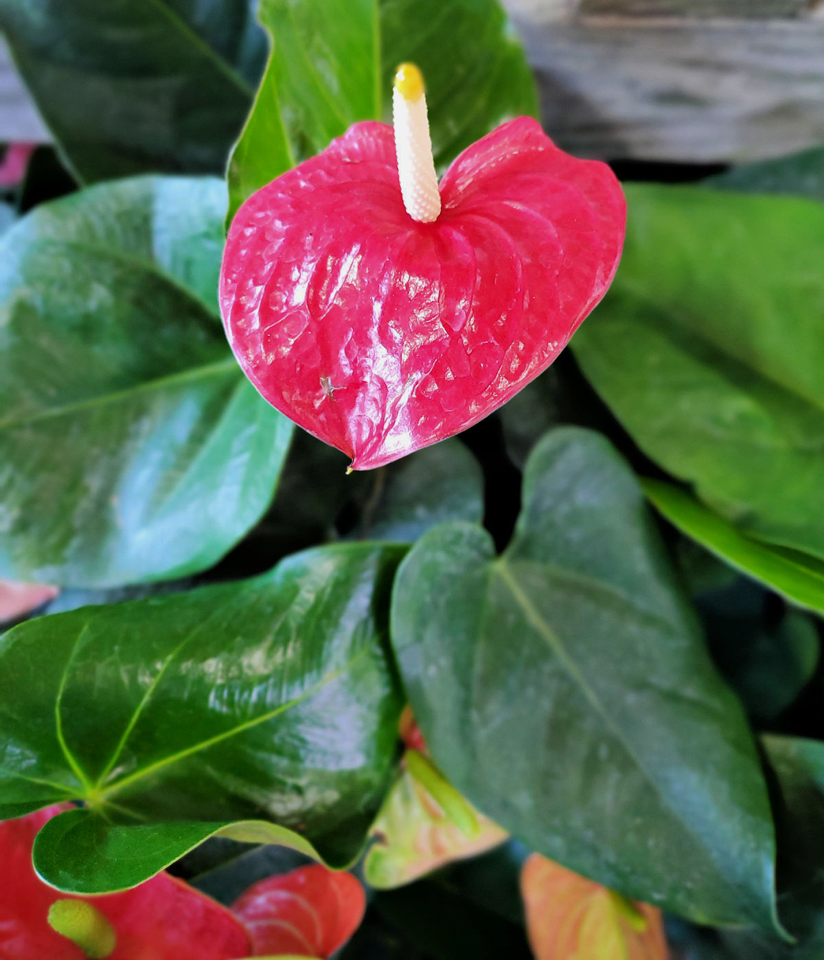 An anthurium plant with a bright red spathe and white flower center.