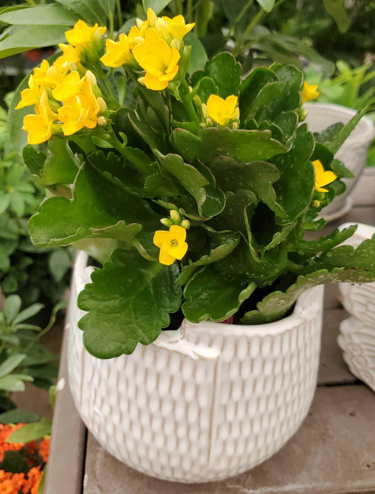 Yellow flowering houseplant florist Kalanchoe in a white pot.