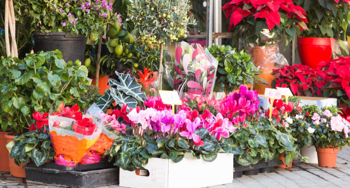 A display of flowering houseplants and other indoor plants.