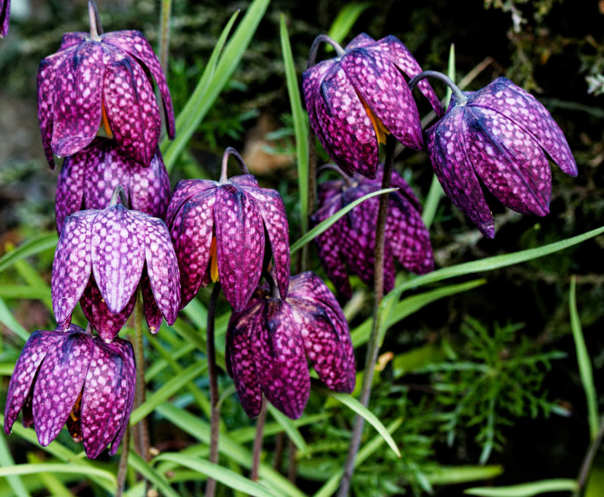 Purple checkered bell-shaped flowers of fritillaria.
