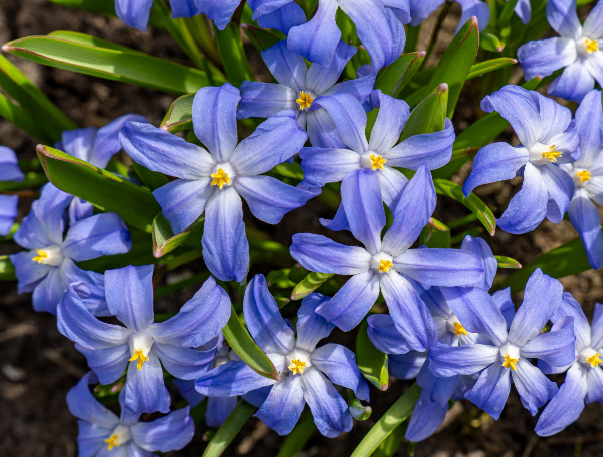 Star-shaped blue flowers of glory-of-the-snow - planted in fall to bloom in spring.