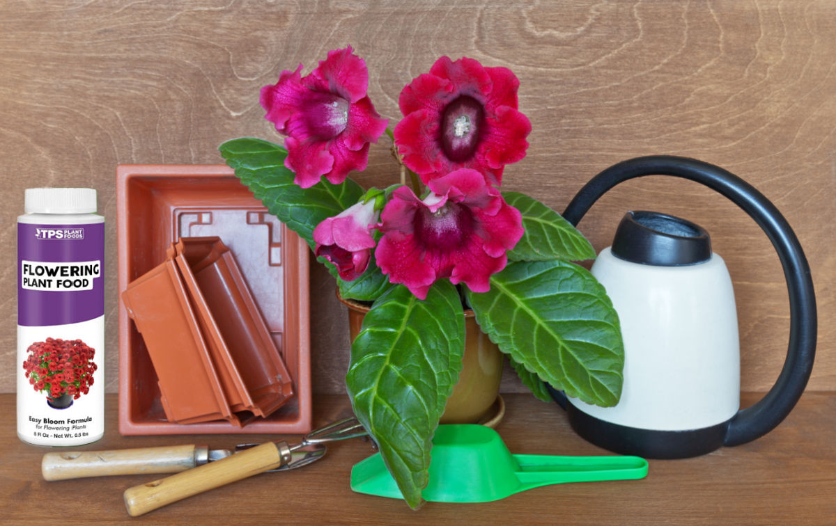 A gloxinia plant on a table with a small watering can, flowering plant food and other care tools.