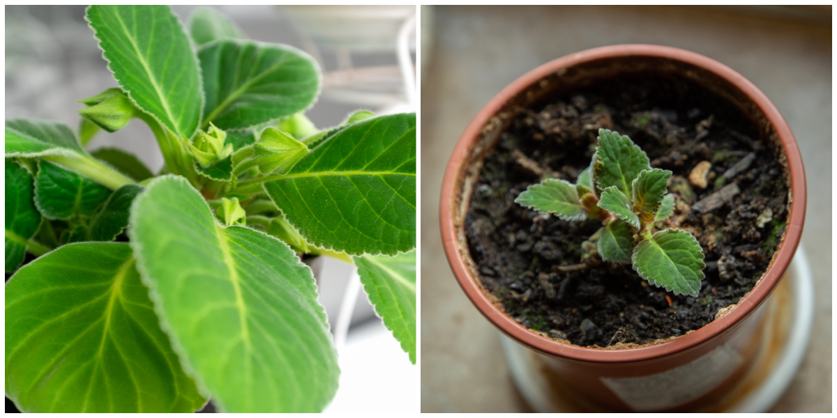 A collage showing healthy gloxinia leaves and a small gloxinia plant propagated from leaf cuttings.