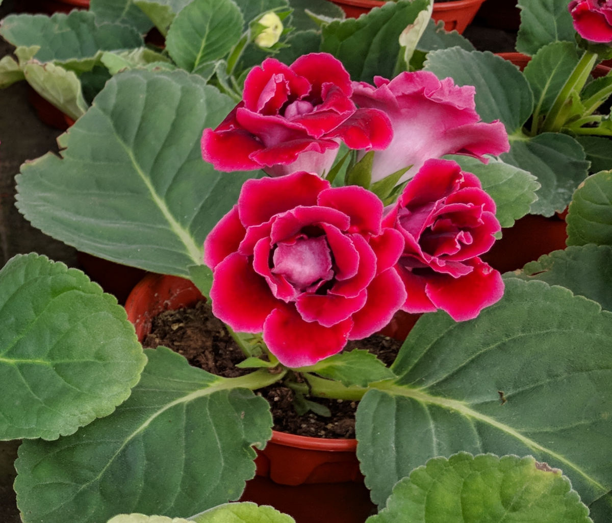 A flowering gloxinia in a pot with bright pink flowers.