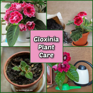 Pictures showing gloxinia plant care.