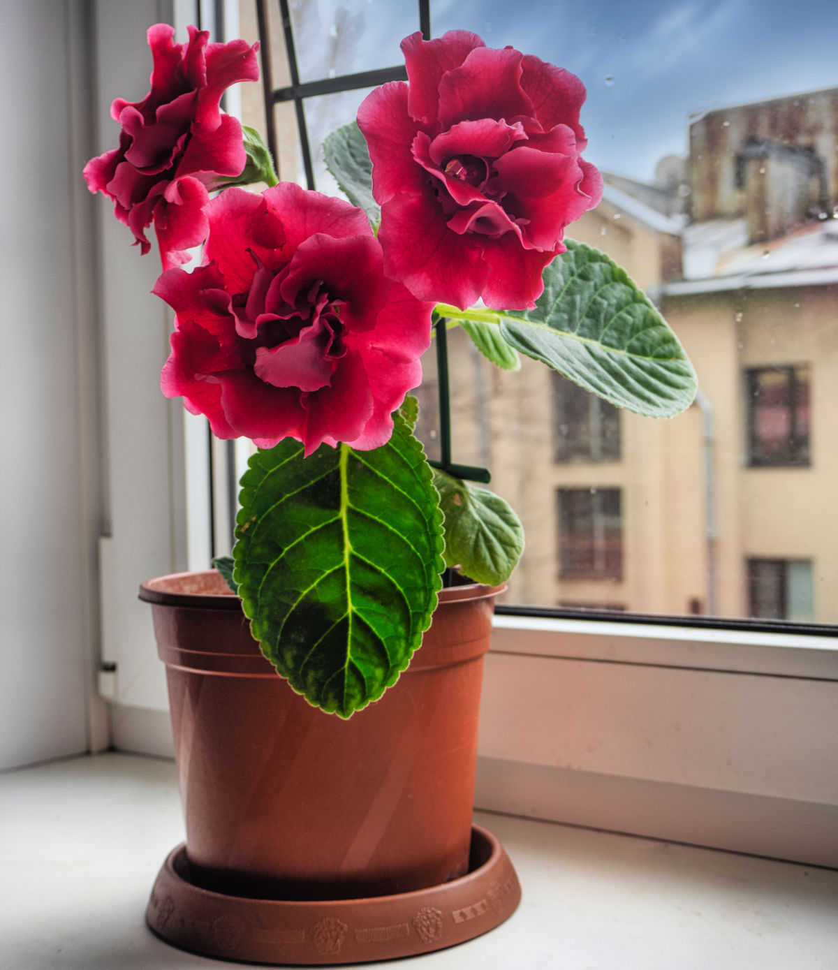 A gloxinia in flower on a sunny windowsill.
