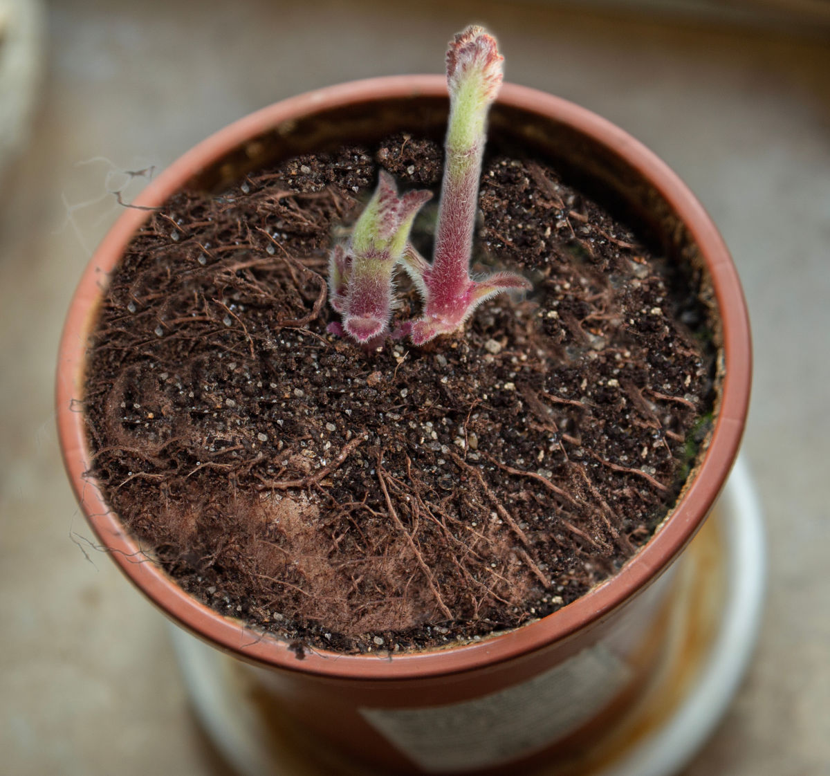 Gloxinia tubers in soil in a small pot starting to regrow.
