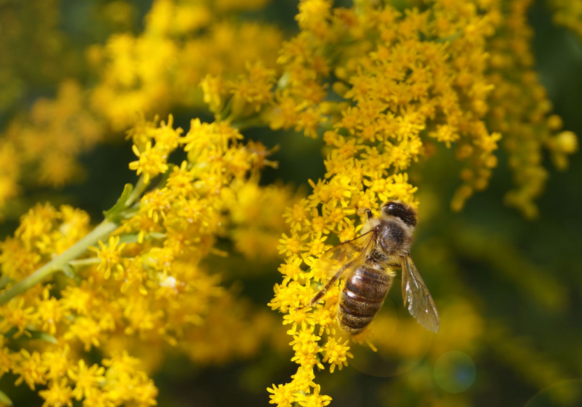 A bee feeding on fall perennial goldenrod flowers.