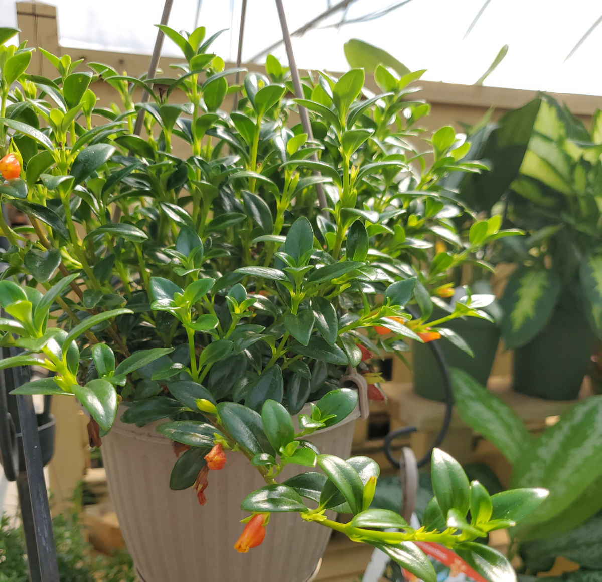 A large goldfish plant in a hanging basket with orange flowers that look like goldfish.