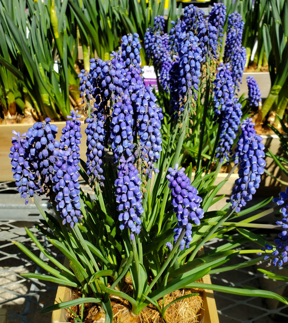 Purple grape hyacinth flowers in a wooden container.