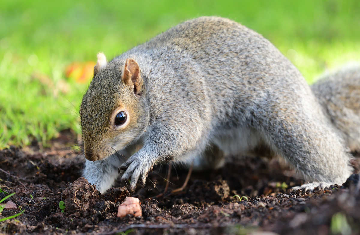 A gray squirrel digging in a garden.