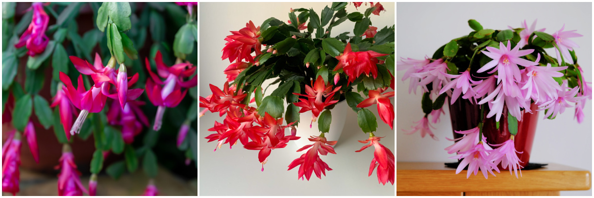 Christmas cactus, Thanksgiving cactus and Easter cactus plants in pots, in full bloom.
