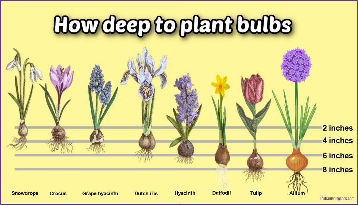A chart showing how deep to plant bulbs, along with photos and names of fall bulbs.