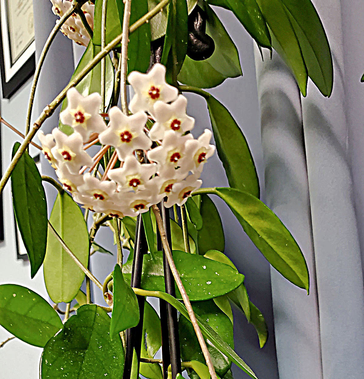 A cluster of white and red star shaped flowers on a hoya plant.