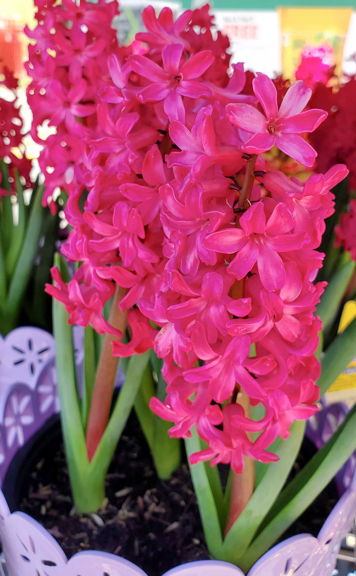 Bright pink hyacinth flowers in a purple pot.