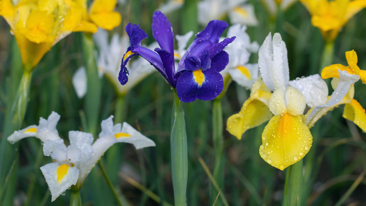Dutch iris bulbs blooming in spring.