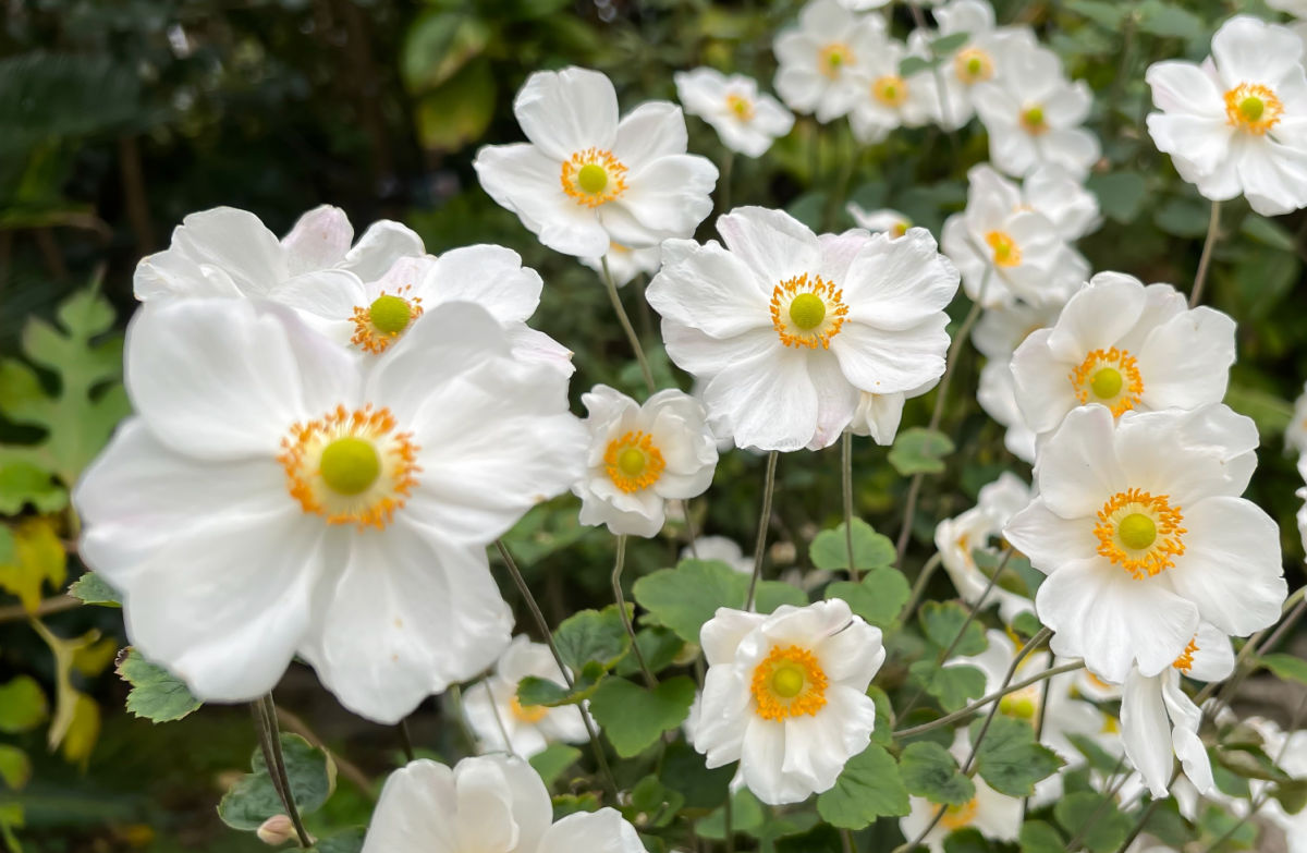 White and yellow saucer-shaped flowers of fall-blooming perennial Japanese anemone.