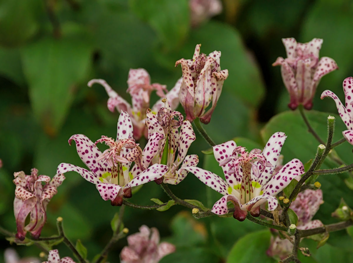 Spotted late-blooming flower of Japanese toad lily.
