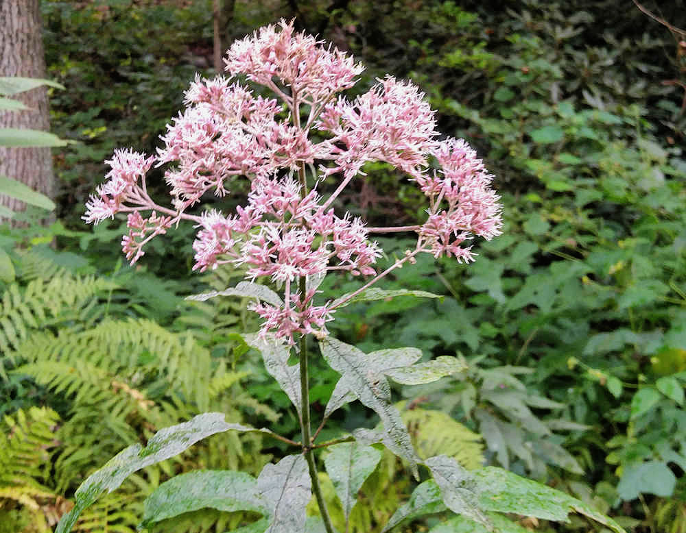 Pink flowers of the fall-blooming perennial Joe Pye weed.