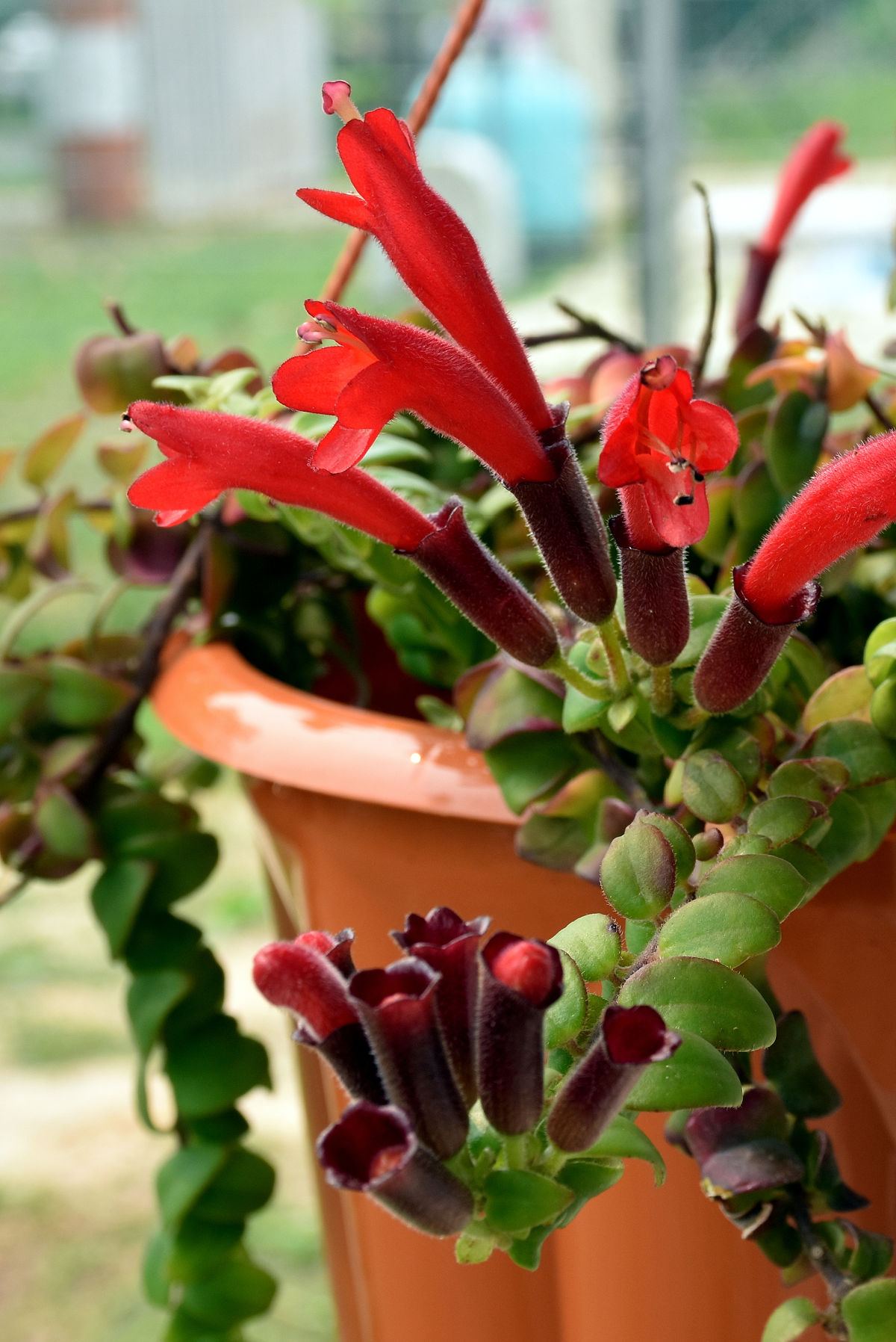 Red flowers of lipstick plants in a hanging basket.