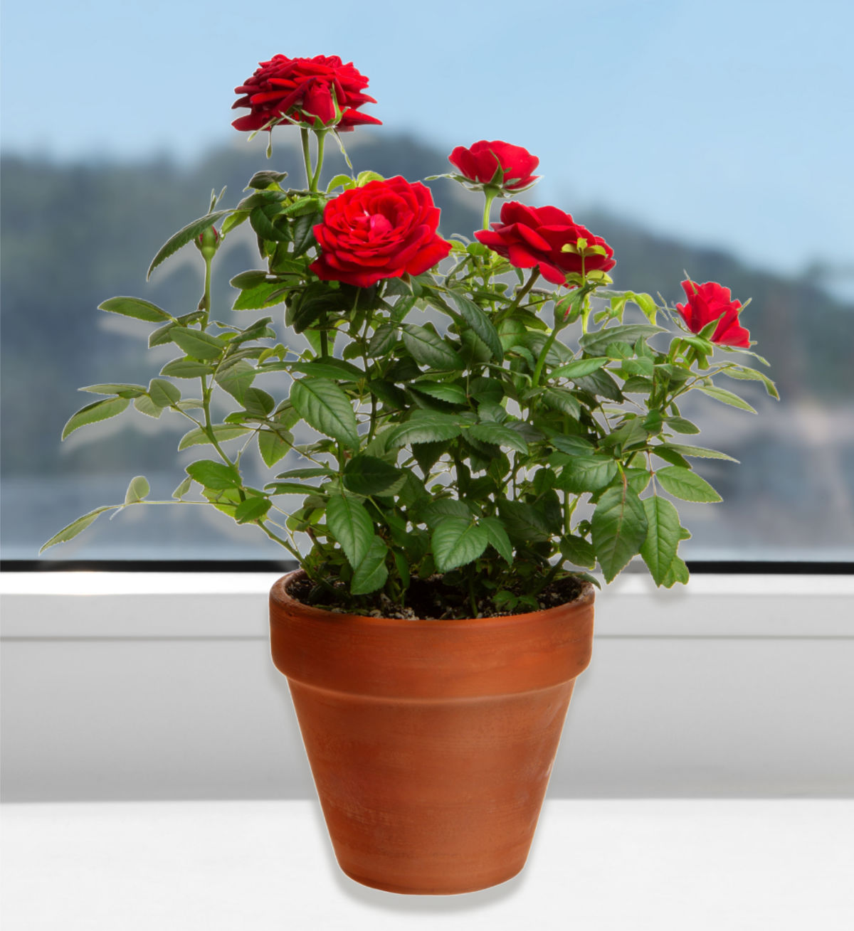 A miniature rose with red flowers in a clay pot on a windowsill.