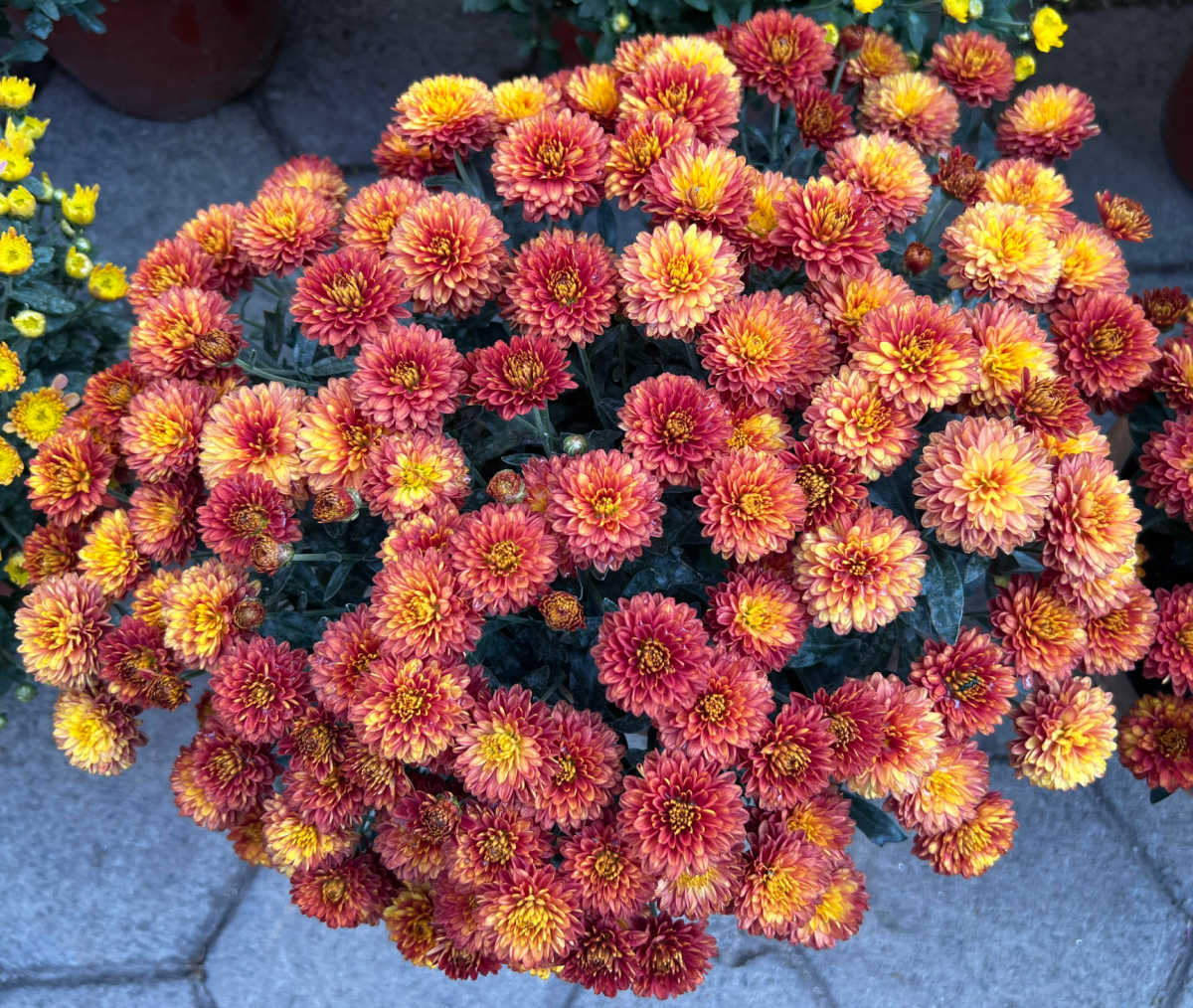 Hardy mums in a fall garden in flower.