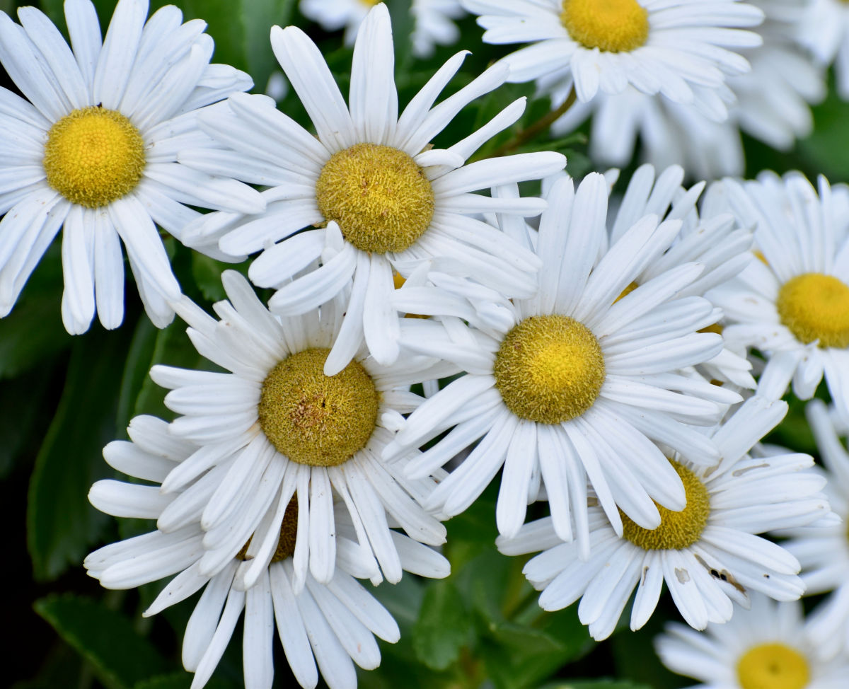 The white and yellow fall blooming flower of Nippon daisies in full bloom.
