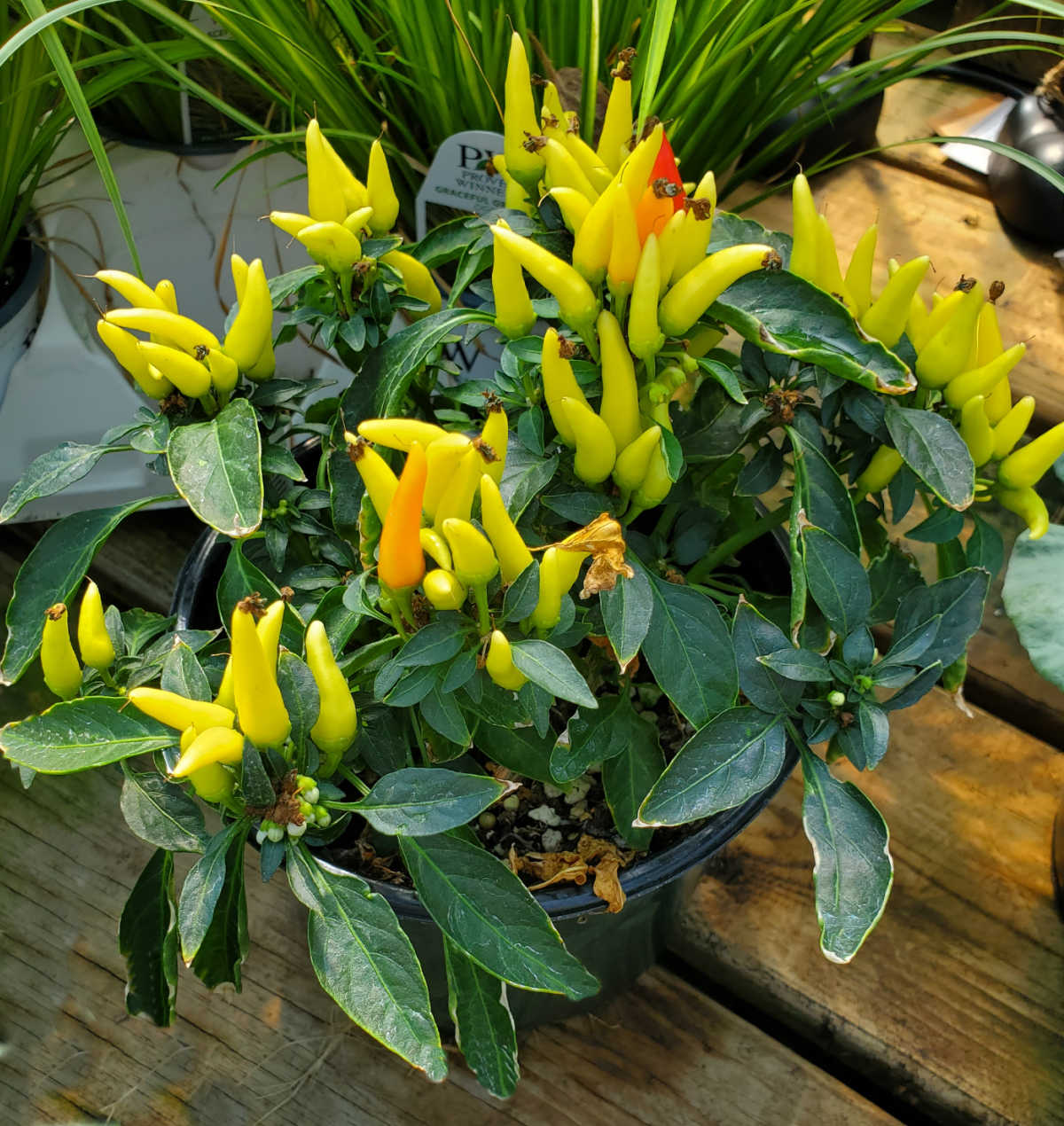 An ornamental pepper plant with yellow fruit.